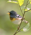 Northern Parula_7978e